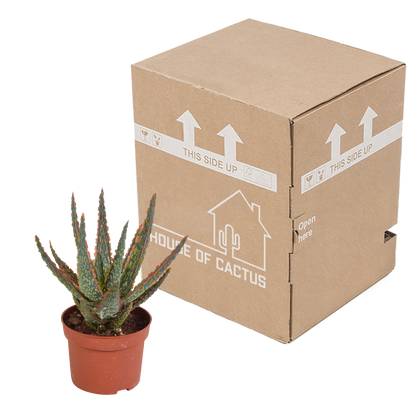 Aloe Zebrina Dannyz 10,5 cm – pflegeleichte Zimmerpflanze