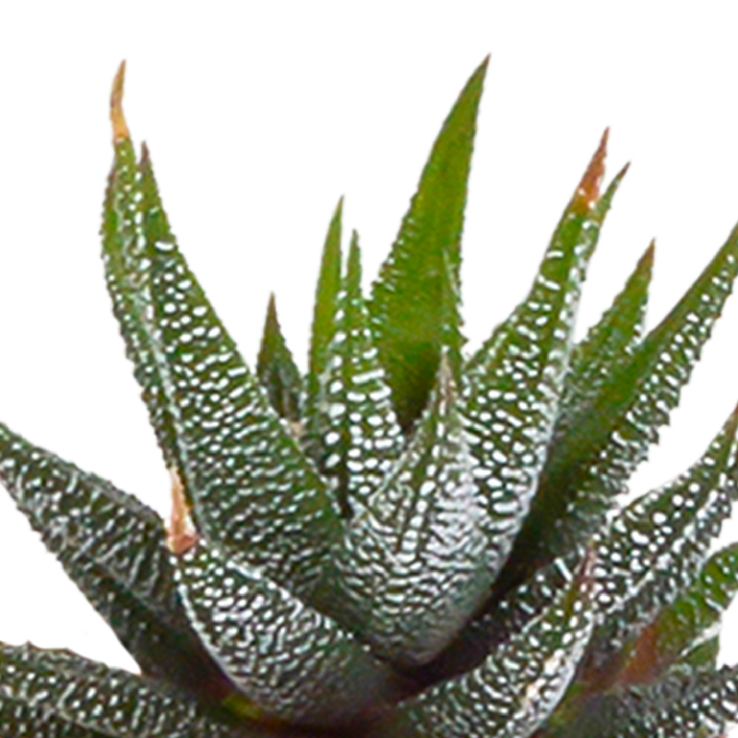 Cactus en vetplanten Mischung 5,5 cm | 15 stück - in witte pot