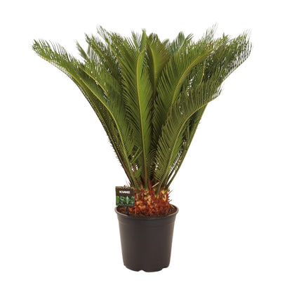 Cycas Revoluta – Pflegeleichte Farnpalme Ø24 cm, 90 cm hoch