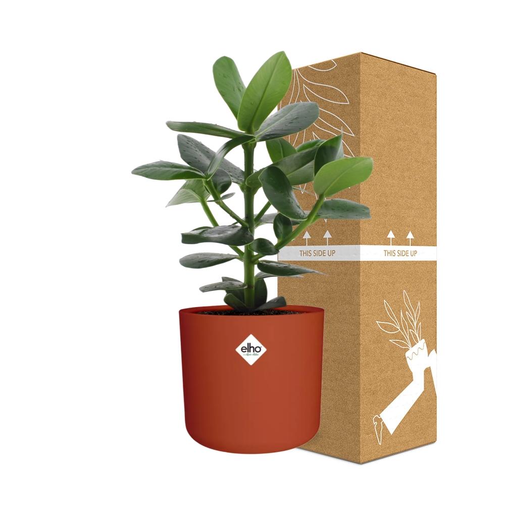 Clusia Princess im ELHO b.for soft rond 14cm Topf brique