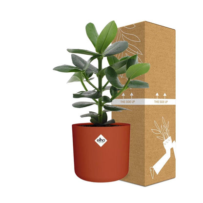 Clusia Princess im ELHO b.for soft rond 14cm Topf brique