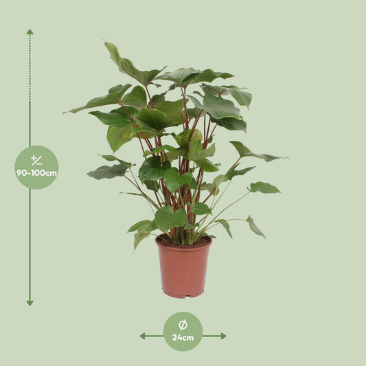 Homalomena Rubescens Maggy – Pflegeleichte Zimmerpflanze Ø24cm