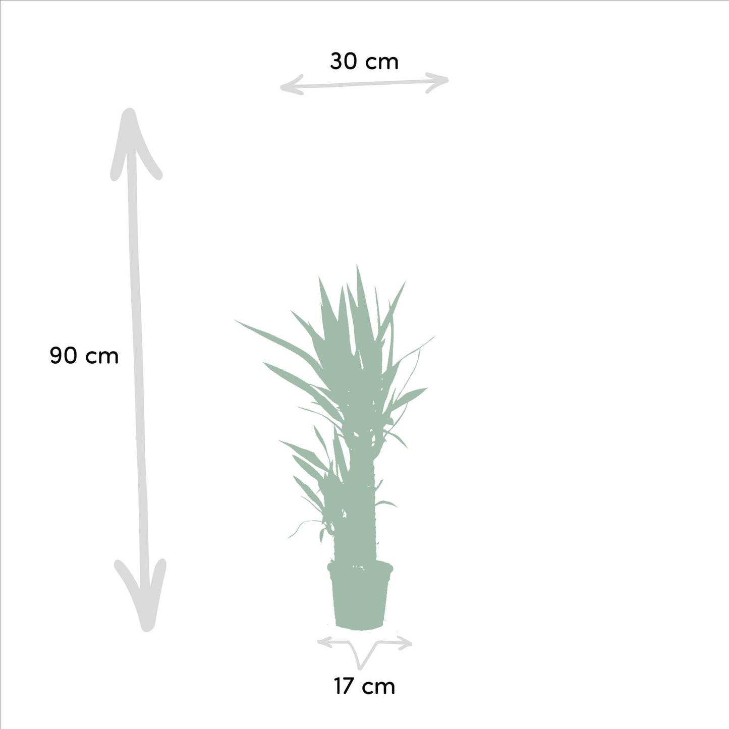 2x Yucca Elephantipes – 90 cm, Ø 17 cm – Pflegenleicht & Luftreinigend