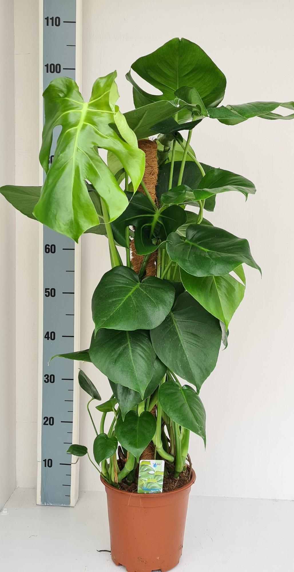 Monstera Mosstok – Trendige & pflegeleichte Zimmerpflanze