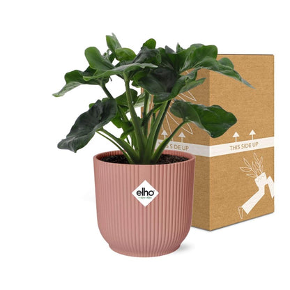 Philodendron Atom in ELHO Vibes Fold 14cm rosa