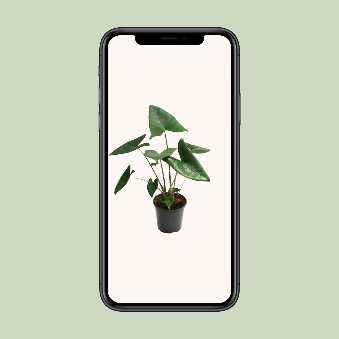 Alocasia Zebrina – Tropische, pflegeleichte Zimmerpflanze Ø21cm
