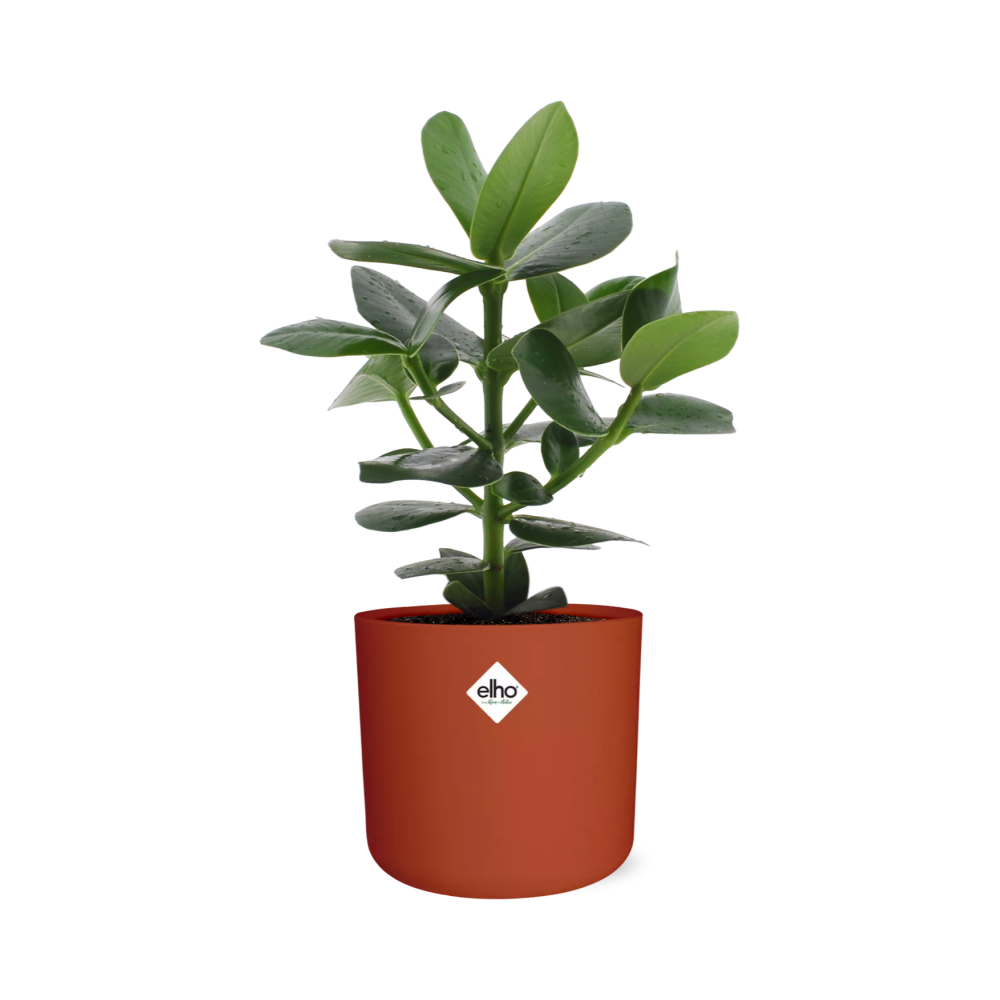 Clusia Princess im ELHO b.for soft rond 14cm Topf brique