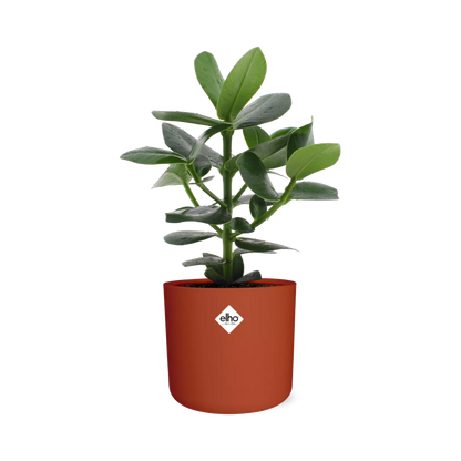 Clusia Princess im ELHO b.for soft rond 14cm Topf brique