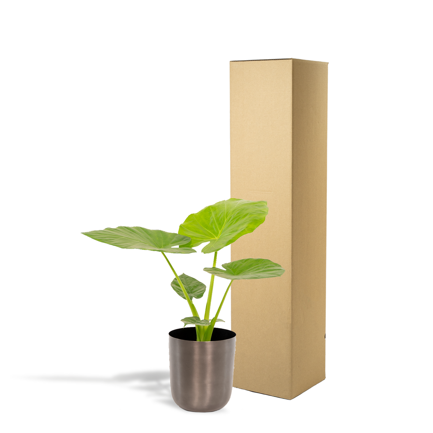 Alocasia Macrorrhiza Elefantenohr Ø19cm, 70cm hoch, Topf Mayk Lead