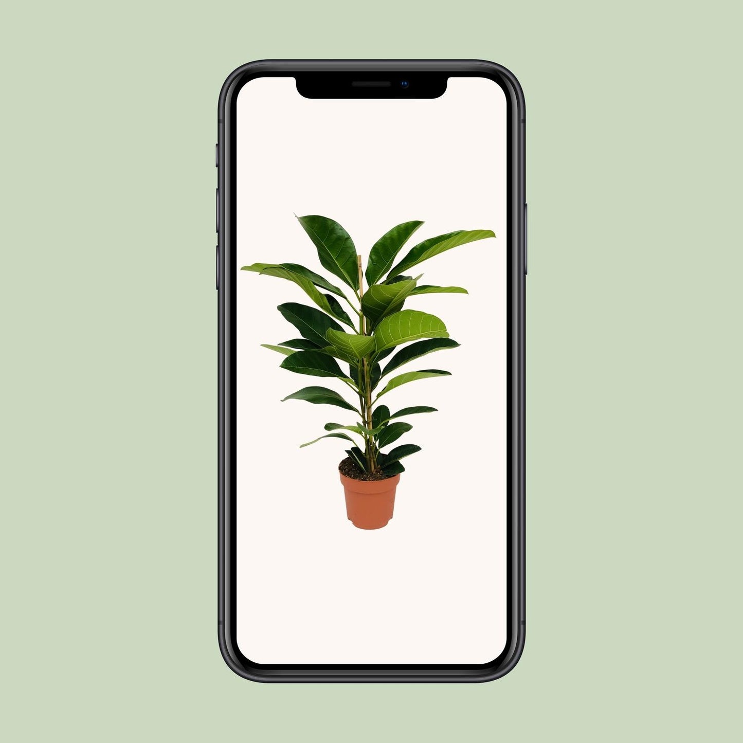 Ficus Benghalensis Roy – Pflegeleichte Zimmerpflanze Ø21cm