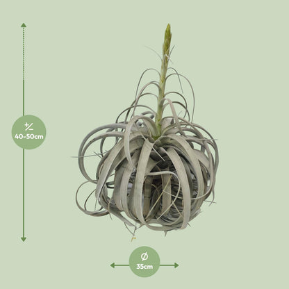 Tillandsia Xerographica – Pflegeleichte Luftpflanze Ø35cm