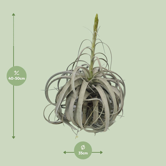 Tillandsia Xerographica – Pflegeleichte Luftpflanze Ø35cm