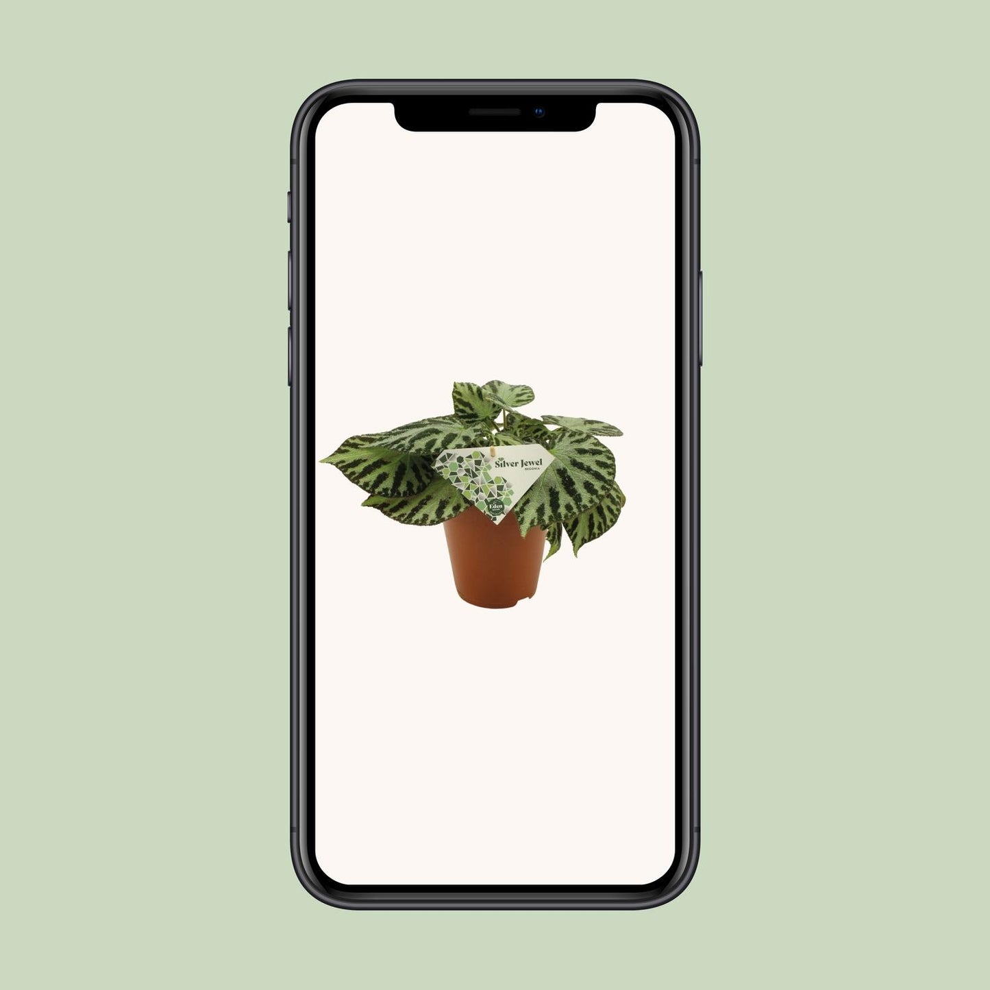 Begonia Silver Jewell – Pflegeleichte Zimmerpflanze Ø15 cm