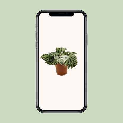 Begonia Silver Jewell – Pflegeleichte Zimmerpflanze Ø15 cm