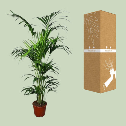 Howea Kentia-Palme Ø24cm, ca. 180cm hoch – pflegeleicht & luftreinigend