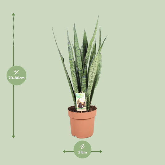 Sansevieria Zeylanica – Pflegeleichte Schwiegermutterzunge Ø21cm