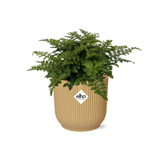 Asplenium Parvati – Pflegeleichte luftreinigende Zimmerpflanze im ELHO Vibes Fold Topf 14cm Gelb