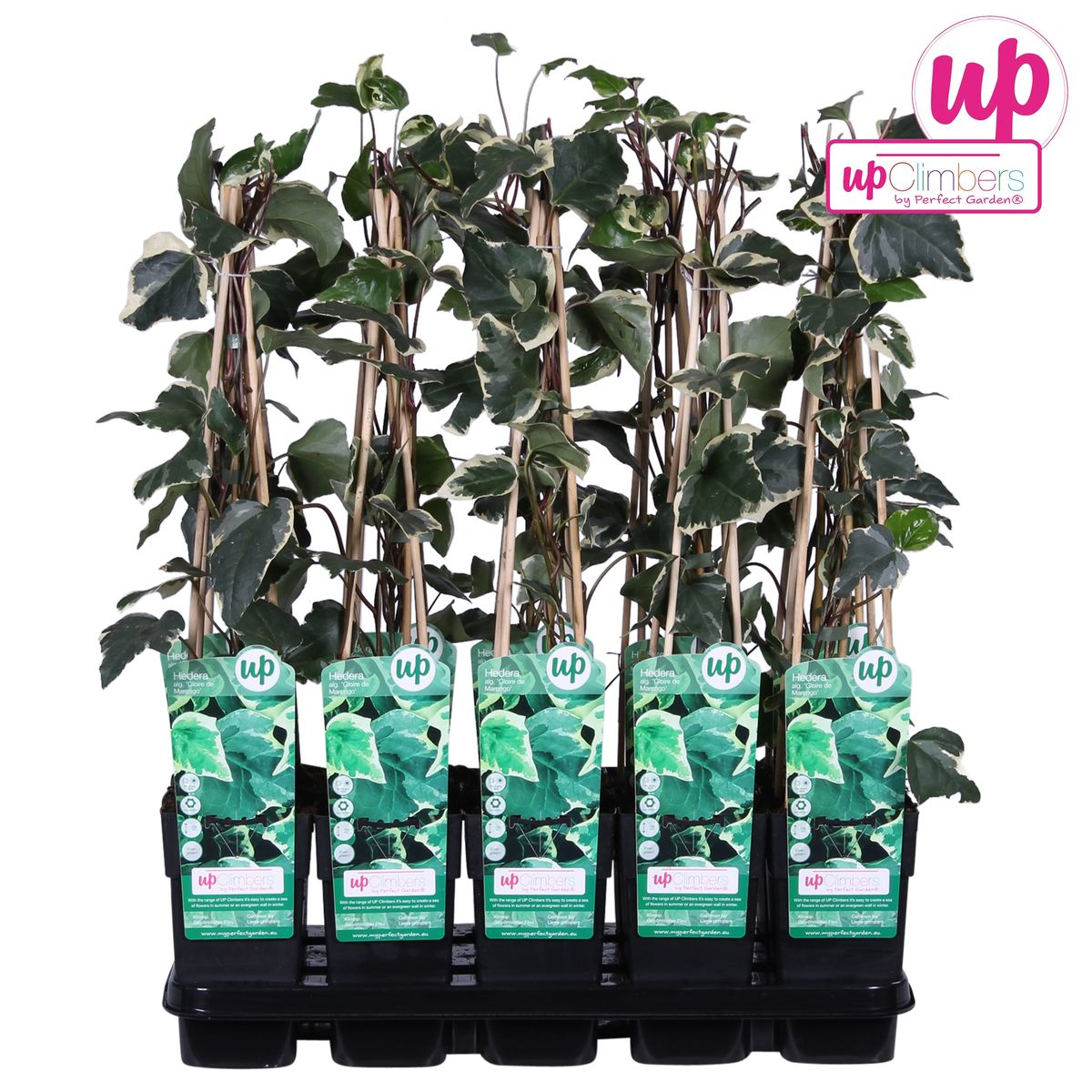 Hedera algeriensis 'Gloire de Maren' – Pflegeleichter Algerischer Efeu Ø15cm