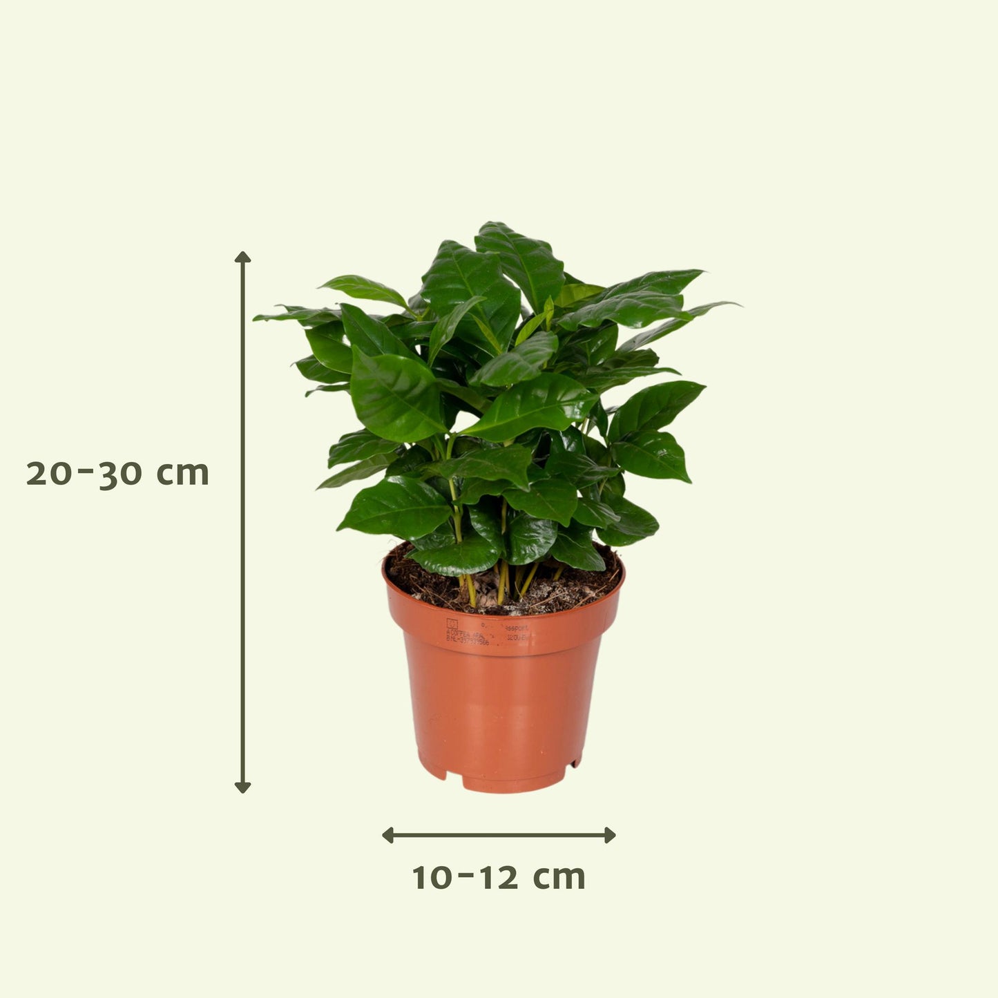 Überraschungs-Zimmerpflanzen-Set Ø12cm, 25cm hoch – 8 Pflanzen
