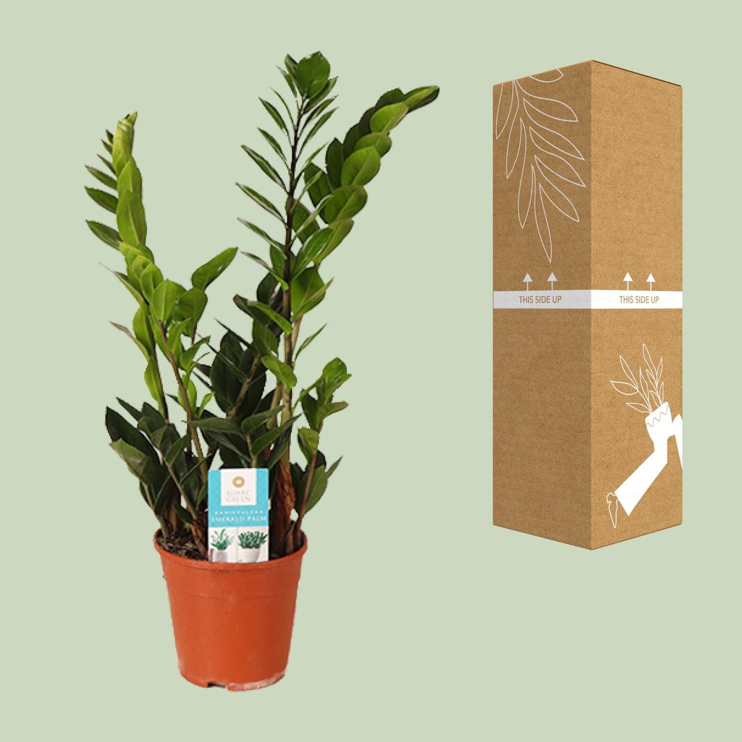 Zamioculcas Zamiifolia – Pflegeleichte Zimmerpflanze Ø14cm