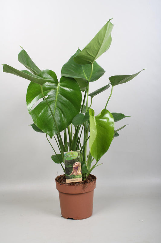 Monstera Fensterblatt – Tropische Zimmerpflanze Ø17cm, 60cm hoch