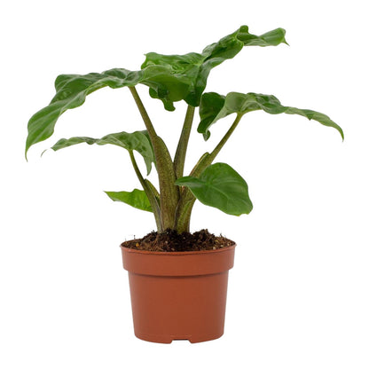 Alocasia Low Rider – Majestätische Elefantenohren Pflanze Ø12cm