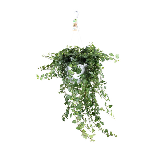 Hedera Wonder Green – pflegeleichter Efeu Ø24cm, ca. 70cm hoch