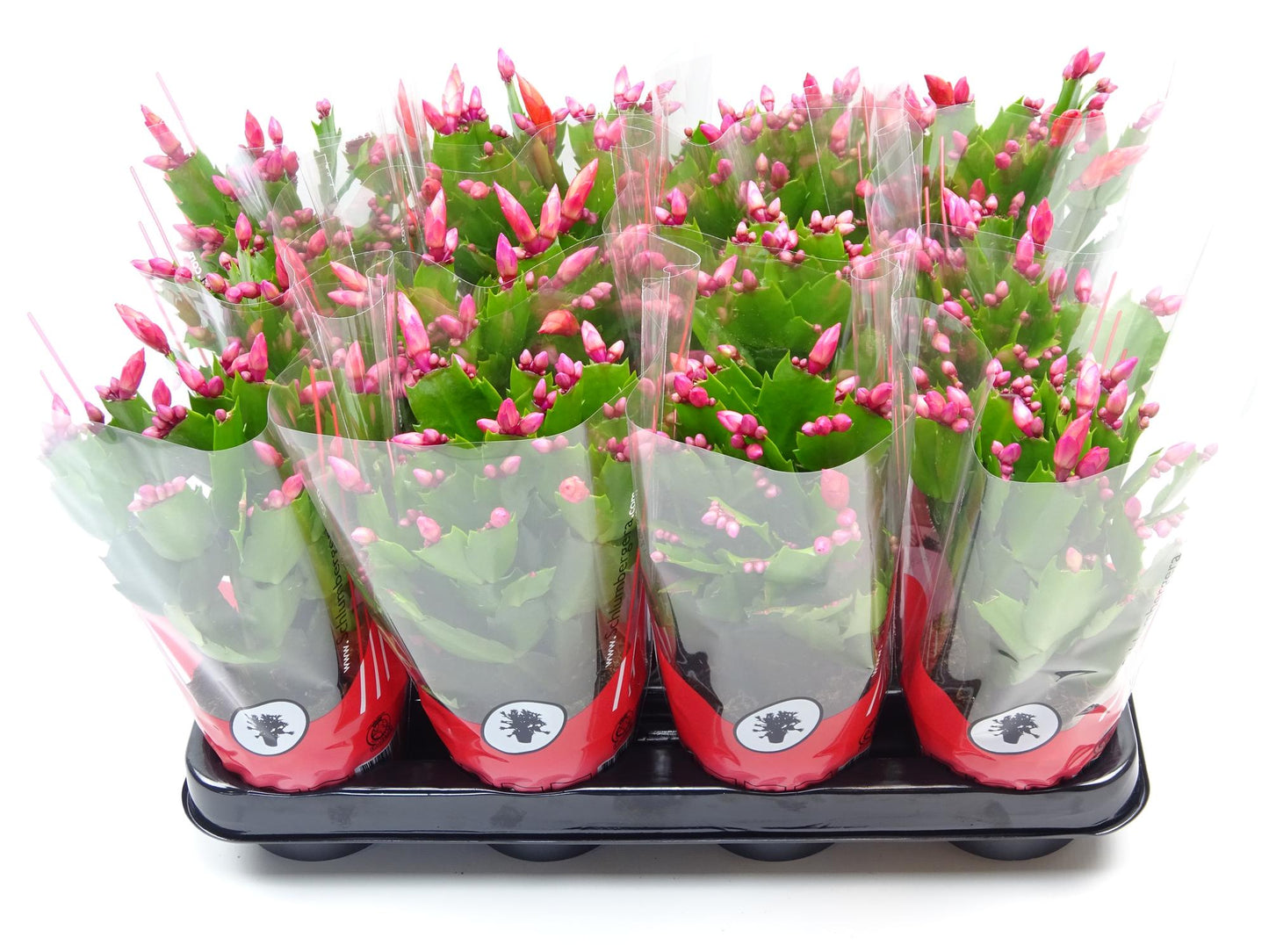 Schlumbergera Zimmerpflanze Ø9 cm – Pflegeleicht & Blühfreudig