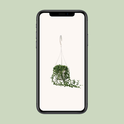Senecio Rowleyanus – Pflegeleichte Zimmerpflanze Ø11cm