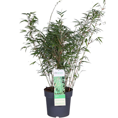 Roter Schirmbambus – 80 cm, winterhart & pflegeleicht