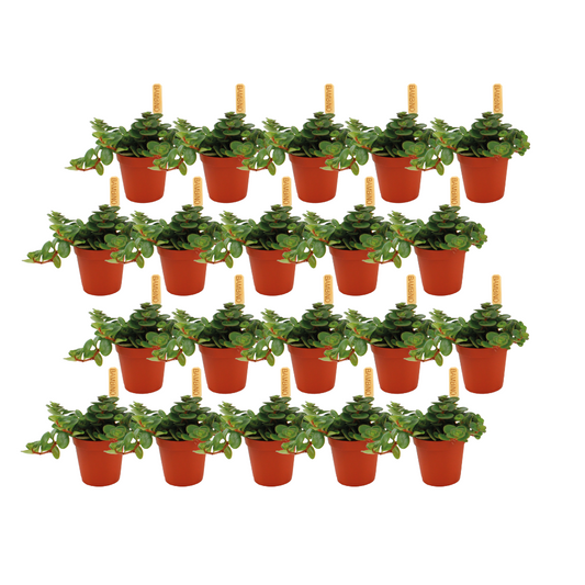 Sedum Tornado – 20er Set pflegeleichte Sukkulenten Ø5,5 cm