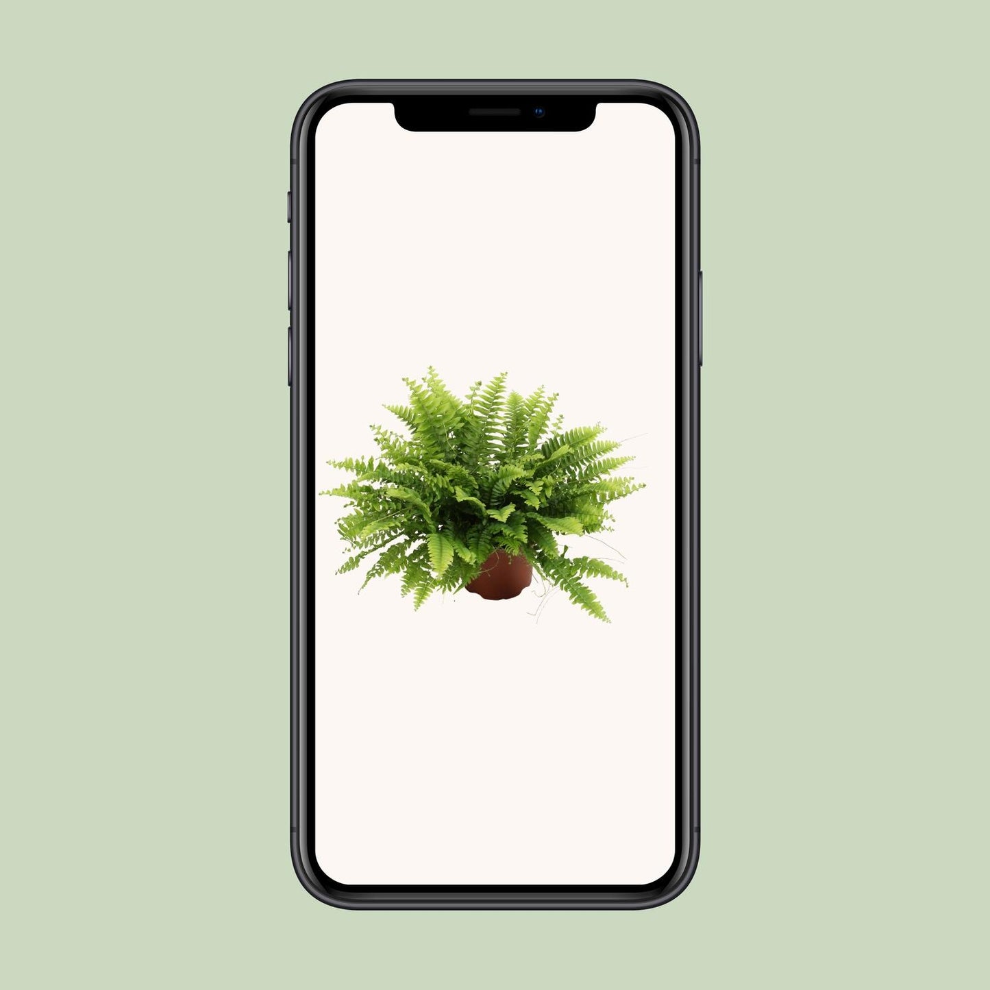 Boston Farn 'Green Moment' – Pflegeleichte Zimmerpflanze Ø12cm