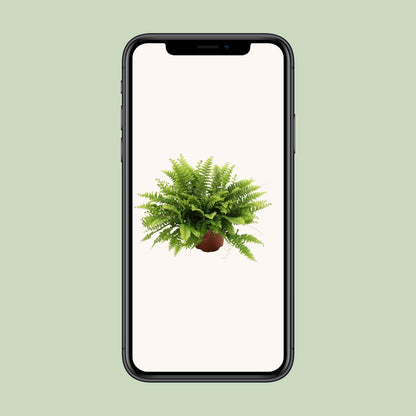 Boston Farn 'Green Moment' – Pflegeleichte Zimmerpflanze Ø12cm