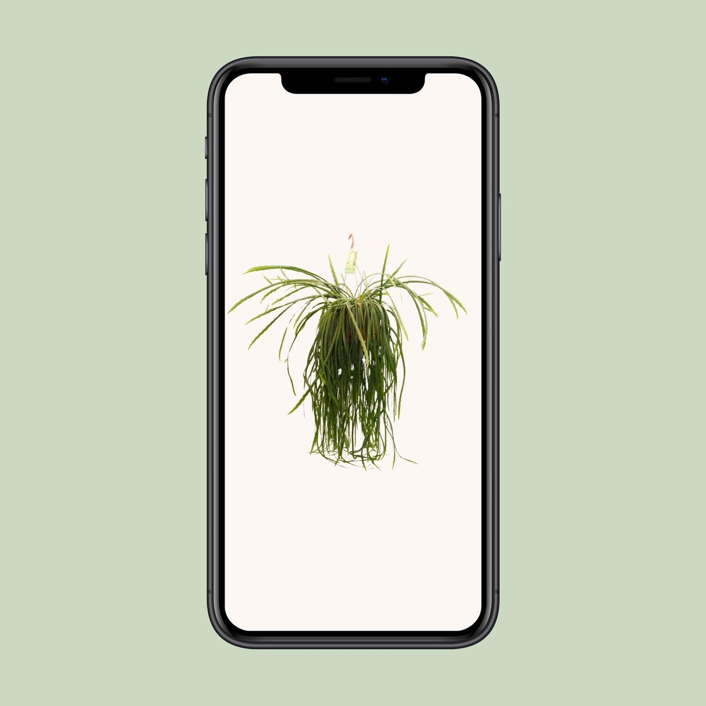 Lepismium Bolivianum – Pflegeleichter Zimmerkaktus Ø21 cm