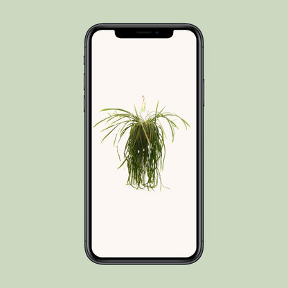 Lepismium Bolivianum – Pflegeleichter Zimmerkaktus Ø21 cm