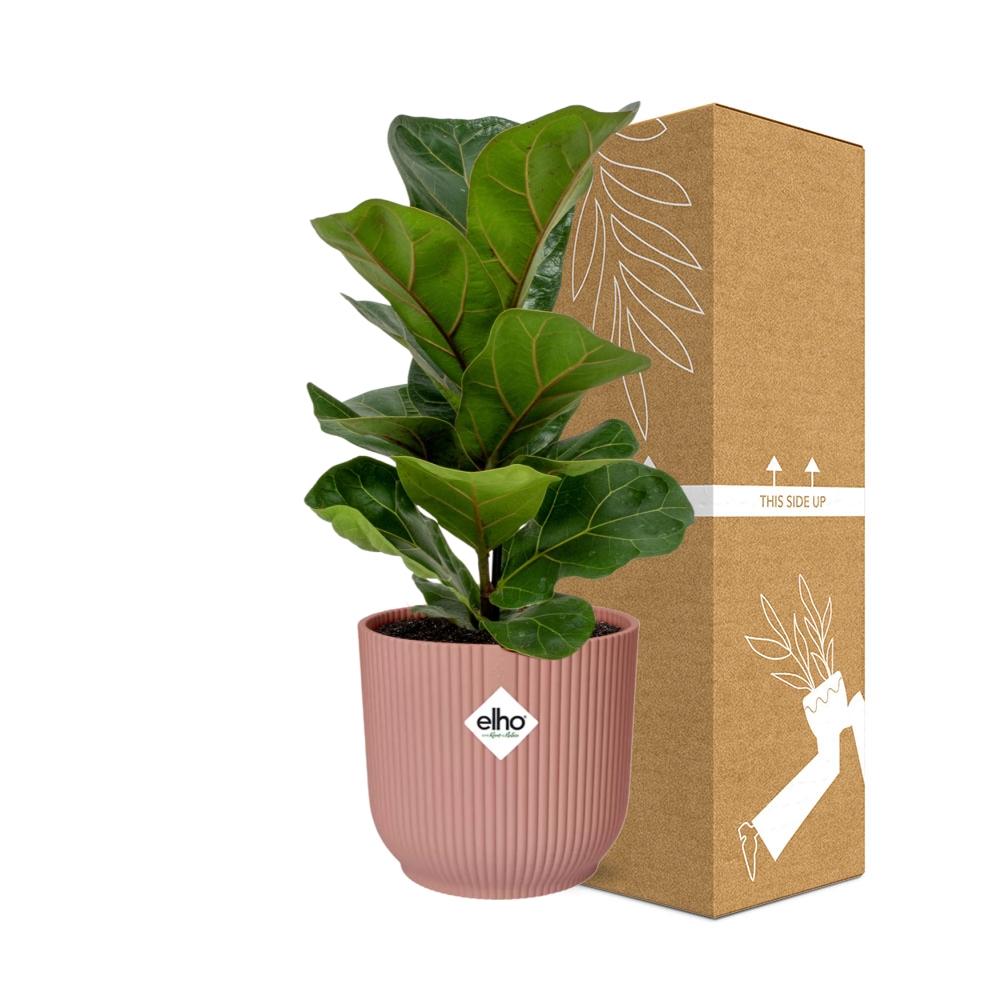 Ficus Lyrata ‘Bambino’ – Pflegeleichte Zimmerpflanze im ELHO Vibes Fold Topf