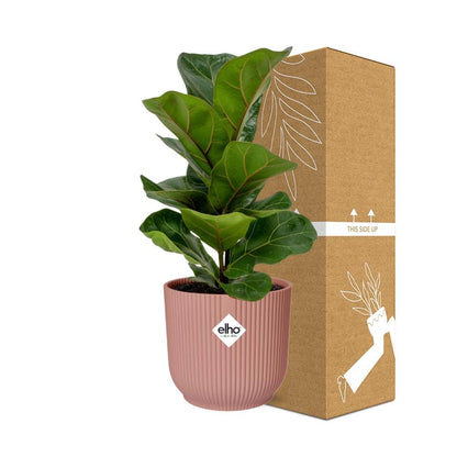 Ficus Lyrata ‘Bambino’ – Pflegeleichte Zimmerpflanze im ELHO Vibes Fold Topf