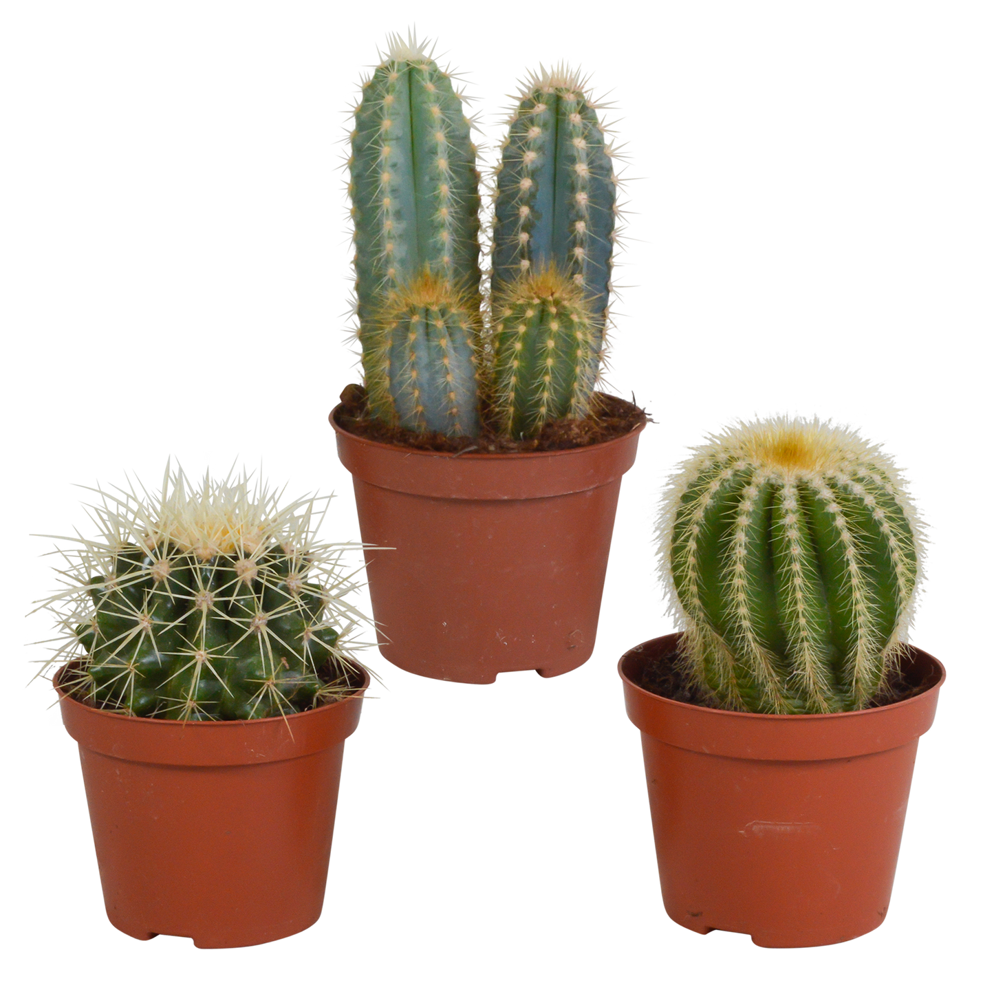 Kakteenmischung 3er-Set 8,5 cm – pflegeleicht & dekorativ