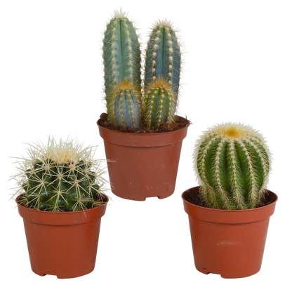 Kakteenmischung 3er-Set 8,5 cm – pflegeleicht & dekorativ
