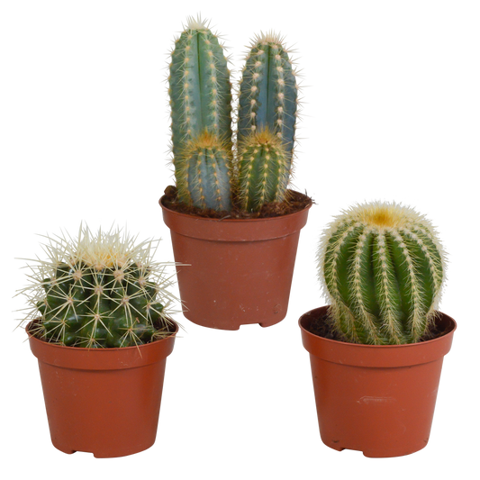 Kakteenmischung 3er-Set 8,5 cm – pflegeleicht & dekorativ
