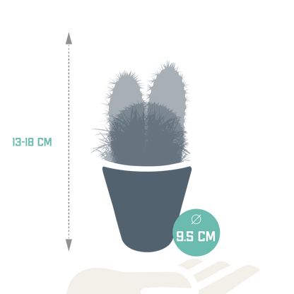 Kakteenmischung 3er Set im weißen Topf 8,5 cm