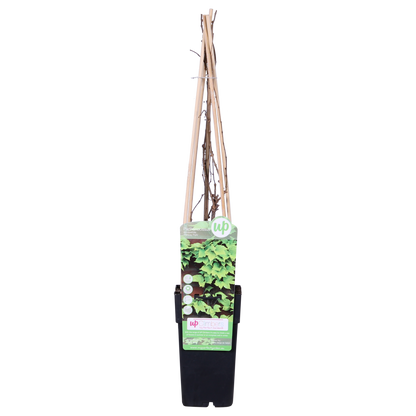 Wilder Wein 'Fenway Park' – Farbenfrohe Kletterpflanze Ø15cm