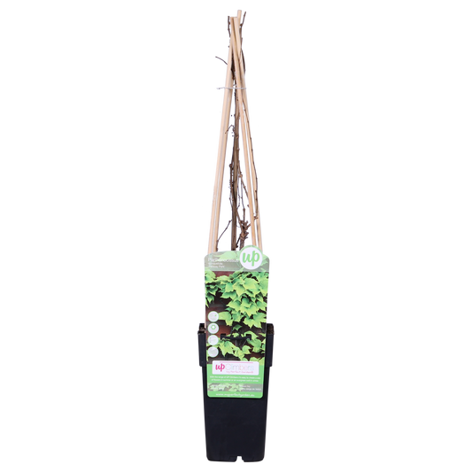Wilder Wein 'Fenway Park' – Farbenfrohe Kletterpflanze Ø15cm