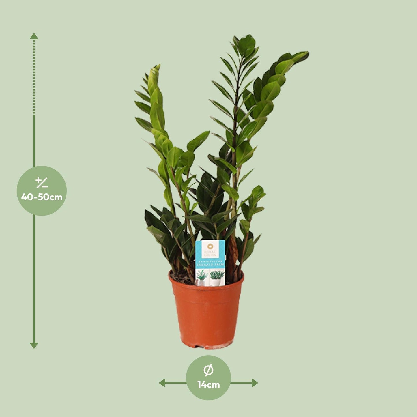 Zamioculcas Zamiifolia – Pflegeleichte Zimmerpflanze Ø14cm, 45cm hoch