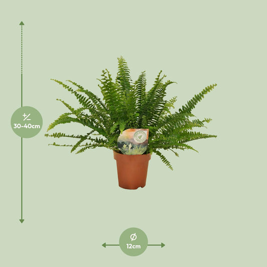 Schwertfarn 'Green Lady' Ø12cm – Pflegeleichte Zimmerpflanze