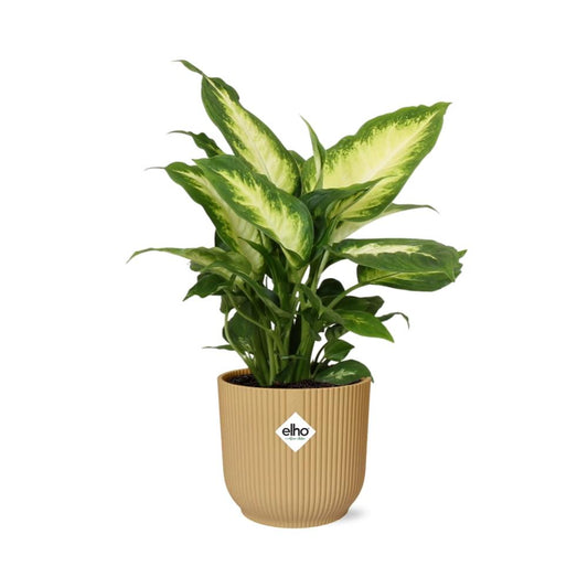 Dieffenbachia ‘Camilla’ im ELHO Vibes Fold 14cm Gelb