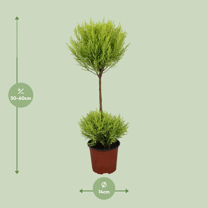Cupressus Goldcrest Wilma – Kompakte Goldzypresse Ø14cm, 60cm hoch