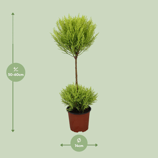 Cupressus Goldcrest Wilma – Kompakte Goldzypresse Ø14cm, 60cm hoch