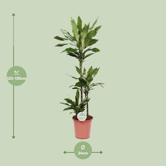 Dracaena Janet Lind – Eleganter Drachenbaum Ø24cm, 130cm hoch