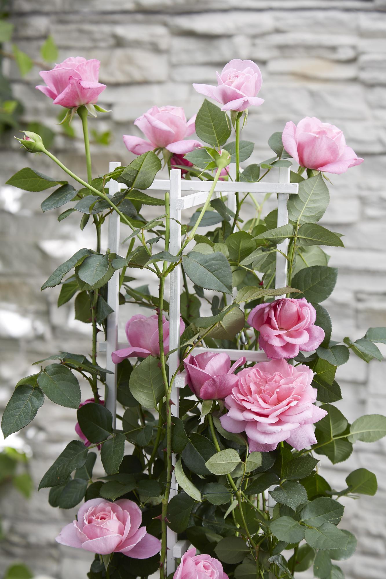 3x Kletterrose Rosa Crazy in Love 'Pink' – 65 cm, Ø15 cm